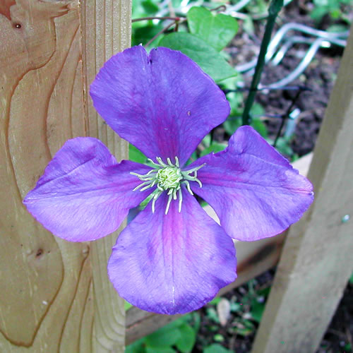 Clematis hybrida General Sikorsky